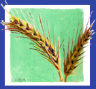 Barley - Binah