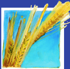 Wheat - Chochmah